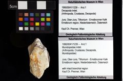 Foto (Objket + Etiketten) von Munidopsidae indet. 